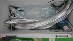 久里浜黒川本家 釣果