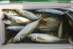 久里浜黒川本家 釣果