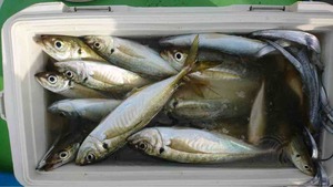 久里浜黒川本家 釣果