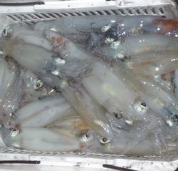 松福丸 釣果