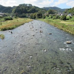 狩野川(狩野川漁業協同組合) 釣果