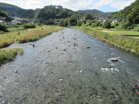 狩野川(狩野川漁業協同組合) 釣果