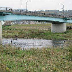 狩野川(狩野川漁業協同組合) 釣果