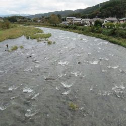 狩野川(狩野川漁業協同組合) 釣果