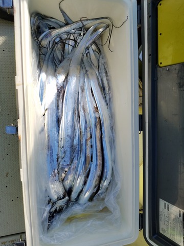 遊漁船　ニライカナイ 釣果