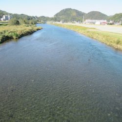 狩野川(狩野川漁業協同組合) 釣果