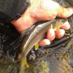 狩野川(狩野川漁業協同組合) 釣果