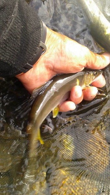 狩野川（狩野川漁業協同組合） 釣果