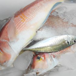 こうゆう丸 釣果