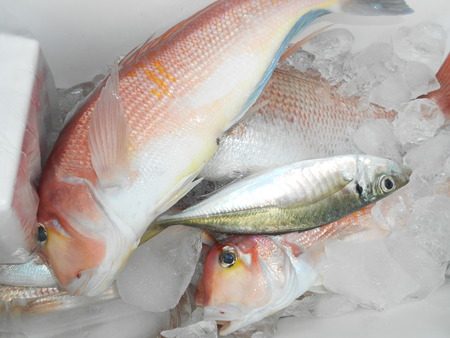 こうゆう丸 釣果