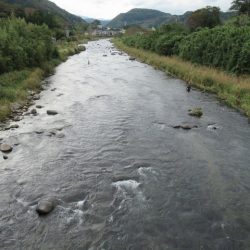 狩野川(狩野川漁業協同組合) 釣果
