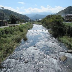 狩野川(狩野川漁業協同組合) 釣果