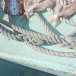 こうゆう丸 釣果