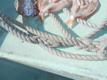 こうゆう丸 釣果