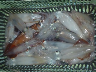 松福丸 釣果