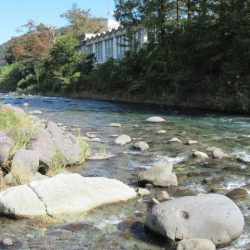 狩野川(狩野川漁業協同組合) 釣果