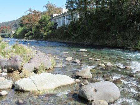 狩野川(狩野川漁業協同組合) 釣果