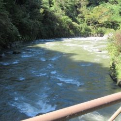 狩野川(狩野川漁業協同組合) 釣果
