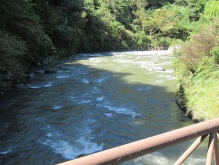 狩野川(狩野川漁業協同組合) 釣果