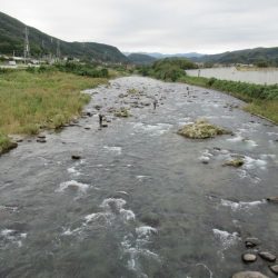 狩野川(狩野川漁業協同組合) 釣果