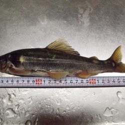 狩野川(狩野川漁業協同組合) 釣果