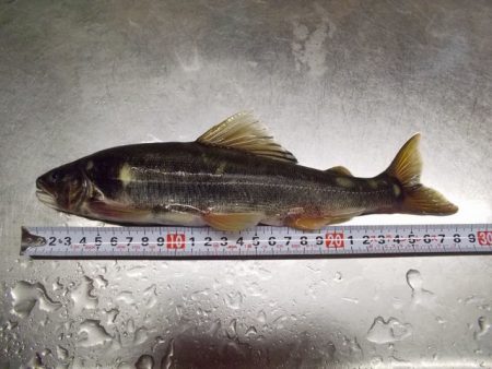 狩野川(狩野川漁業協同組合) 釣果