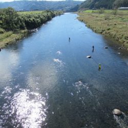 狩野川(狩野川漁業協同組合) 釣果