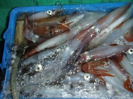 第二むつ漁丸 釣果