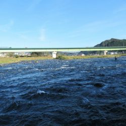 狩野川(狩野川漁業協同組合) 釣果