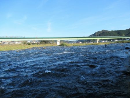 狩野川(狩野川漁業協同組合) 釣果