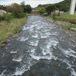 狩野川(狩野川漁業協同組合) 釣果