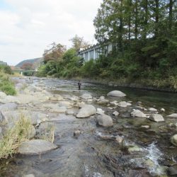 狩野川(狩野川漁業協同組合) 釣果