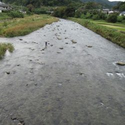 狩野川(狩野川漁業協同組合) 釣果