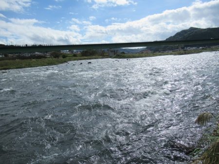 狩野川（狩野川漁業協同組合） 釣果