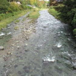 狩野川(狩野川漁業協同組合) 釣果