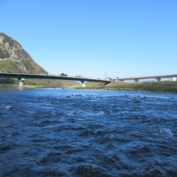 狩野川(狩野川漁業協同組合) 釣果