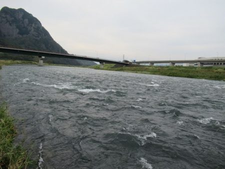 狩野川(狩野川漁業協同組合) 釣果