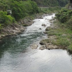 狩野川(狩野川漁業協同組合) 釣果
