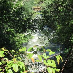 狩野川(狩野川漁業協同組合) 釣果