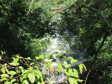 狩野川(狩野川漁業協同組合) 釣果