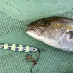 タチウオだけじゃない！青物・マダイにも有効★Megabassスラッシュビートバックスライダーインプレッション