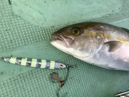 タチウオだけじゃない！青物・マダイにも有効★Megabassスラッシュビートバックスライダーインプレッション