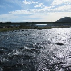 狩野川(狩野川漁業協同組合) 釣果