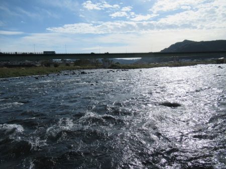 狩野川(狩野川漁業協同組合) 釣果