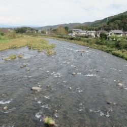 狩野川(狩野川漁業協同組合) 釣果