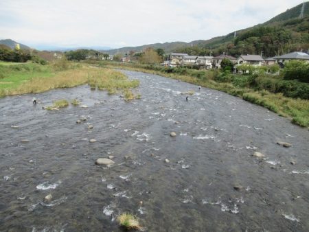 狩野川(狩野川漁業協同組合) 釣果