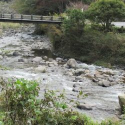 狩野川(狩野川漁業協同組合) 釣果