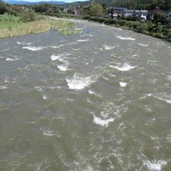 狩野川(狩野川漁業協同組合) 釣果