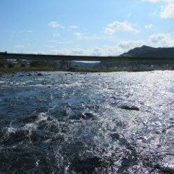 狩野川(狩野川漁業協同組合) 釣果