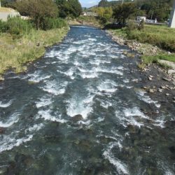 狩野川(狩野川漁業協同組合) 釣果